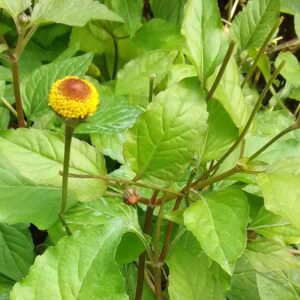 Spilanthes (Boost Immune System & Tooth Support)