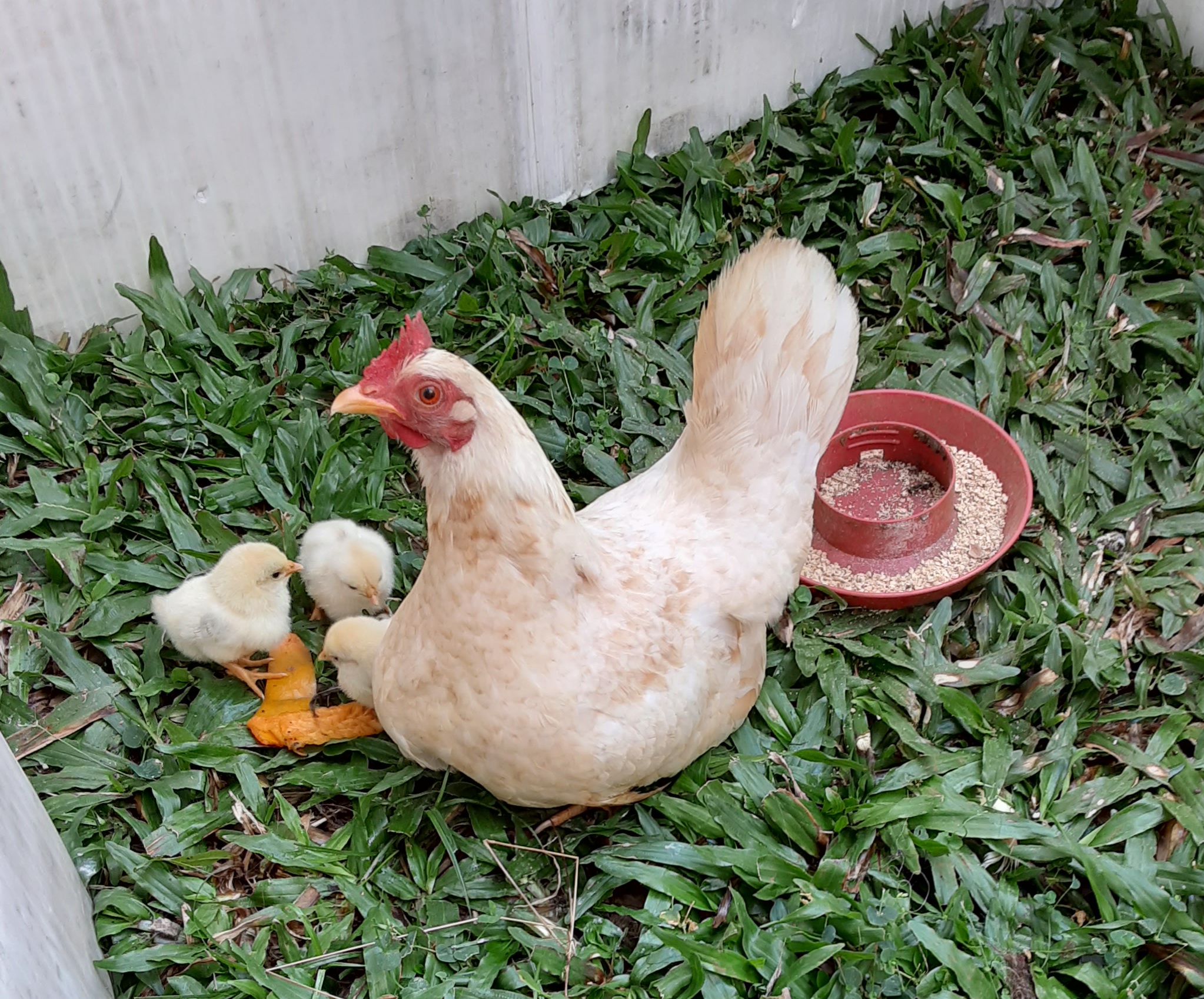 You are currently viewing Chickening out at Ono Gardens!