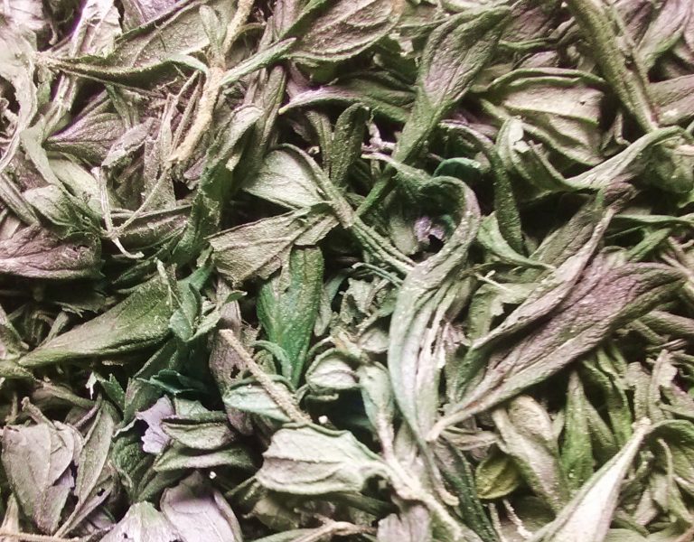 Jamaican Mint dried