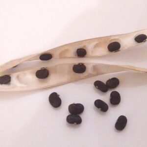 Butterfly Pea Seeds